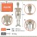 �l�̖͌^ �������� ���i�͌^ �S�g �[�� ���� �w�K�y7�ӏ��̊֐߂����R�ɉ��zTJQ �֘A�摜5