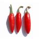 [ рефрижератор рейс ] местного производства сырой красный острый перец погреб no красный 70g свежий товар Chiba префектура производство 