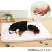 . dog sinia arte a body pressure minute . mat S size nursing articles bed cushion sinia.. dog floor gap .... dog supplies cat domestic production Japan production 