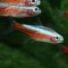 [ тропическая рыба ]a рубин no машина jinaru Tetra Indonesia рейс [ пресноводная рыба ][ аквариумная рыбка ] аквариум 