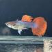 [ тропическая рыба ] импорт Guppy красный хвост смокинг ( мужской ) Вьетнам рейс [ пресноводная рыба ][ тропическая рыба ][ аквариумная рыбка ] аквариум 