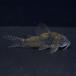 [ тропическая рыба ] Corydoras sp Yacuma(pe Roo )(4-5cm)[ аквариумная рыбка ][ аквариум ]