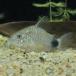 [ тропическая рыба ] Corydoras ka ude .makyula-ta(g.pore)(4-4.5cm)[ аквариумная рыбка ][ аквариум ]