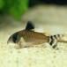 [ тропическая рыба ] Corydoras oiyapokiensis( bleed ) Indonesia рейс [ пресноводная рыба ][ аквариумная рыбка ] аквариум 