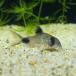 [ тропическая рыба ] Corydoras Panda ( bleed )(L)(4-4.5cm)[ аквариумная рыбка ][ аквариум ]