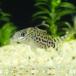 [ тропическая рыба ] Corydoras agasiji( Colombia )(4-5cm)[ аквариумная рыбка ][ аквариум ]