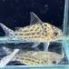 [ тропическая рыба ] Corydoras agasiji( Brazil ) Brazil рейс выгодное приобретение [ пресноводная рыба ][ аквариумная рыбка ] аквариум 