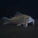  Corydoras aktus(pe Roo ) 9 месяц новое поступление товар 202509pe Roo рейс выгодное приобретение [ пресноводная рыба ][ тропическая рыба ][ аквариумная рыбка ] аквариум 