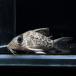 [ тропическая рыба ] Corydoras Tiger Anne Cesta -(tapajos)(4-5cm)[ аквариумная рыбка ][ аквариум ]