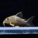 [ тропическая рыба ] Corydoras стерео rubai( коврик g rosso )(L)(5-6cm)[ аквариумная рыбка ][ аквариум ]