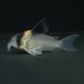 [ тропическая рыба ] Corydoras балка gesi-( солнечный ga желтохвост L ) Brazil рейс выгодное приобретение [ пресноводная рыба ][ аквариумная рыбка ] аквариум 