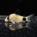 [ тропическая рыба ] Corydoras wild Panda (pe Roo )(4-5cm)[ аквариумная рыбка ][ аквариум ]