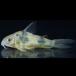 [ тропическая рыба ] Corydoras e- - Rudy ( солнечный ta*kata Lee na)(3-4cm)[ аквариумная рыбка ][ аквариум ]