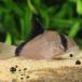 [ тропическая рыба ] Corydoras metae( Colombia )(3-4cm)[ аквариумная рыбка ][ аквариум ]