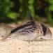 [ тропическая рыба ] Corydoras roksozons( Colombia )(3-3.5cm)[ аквариумная рыбка ][ аквариум ]