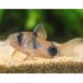 [ тропическая рыба ] Corydoras waitsuma колено ( wild )(4-5cm)[ аквариумная рыбка ][ аквариум ]