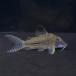 [ тропическая рыба ] Corydoras sp длинный нос (li Opal )(4-6cm)[ аквариумная рыбка ][ аквариум ]