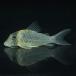 [ тропическая рыба ] Corydoras Louis - The (tapajos)(4-5cm)[ аквариумная рыбка ][ аквариум ]