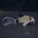 [ тропическая рыба ] Corydoras длинный ласты Panda ( bleed )(L)(5-6cm)[ аквариумная рыбка ][ аквариум ]