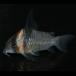 [ тропическая рыба ] Corydoras re секс (ju Thai ) Brazil рейс выгодное приобретение [ пресноводная рыба ][ аквариумная рыбка ] аквариум 