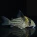 [ тропическая рыба ] Corydoras tapajosshuwarutsi(tapajos)(4-5cm)[ аквариумная рыбка ][ аквариум ]