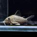 [ тропическая рыба ] Corydoras стул bryu Kelly ( коврик g rosso )(4-5cm)[ аквариумная рыбка ][ аквариум ]