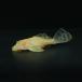 [ тропическая рыба ][ Plecostomus ]a рубин no мрамор собственный .n Plecostomus Short корпус (ML)(9-13cm)[ аквариумная рыбка ][ аквариум ] Brazil рейс 