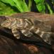 [ тропическая рыба ] Tiger Plecostomus ( Colombia ) Colombia рейс выгодное приобретение [ пресноводная рыба ][ тропическая рыба ][ аквариумная рыбка ] аквариум 
