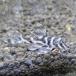 [ последний 1 шт ][ тропическая рыба ][ Plecostomus ] mega Crown Zebra Plecostomus (L236)( bleed ) распродажа товара [ аквариумная рыбка ][ аквариум ]