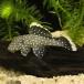 [ тропическая рыба ][ Plecostomus ] orange ласты Kaiser Plecostomus (sing-)(L)[ аквариумная рыбка ][ аквариум ] Brazil рейс 