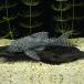 [ тропическая рыба ][ Plecostomus ]otosin Plecostomus (pe Roo )(6-10cm)[ аквариумная рыбка ][ аквариум ]pe Roo рейс 