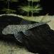[ тропическая рыба ]k Pooh Plecostomus (pe Roo )pe Roo рейс выгодное приобретение [ пресноводная рыба ][ тропическая рыба ][ аквариумная рыбка ] аквариум 
