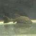 [ тропическая рыба ][ Plecostomus ] половина спот Royal Plecostomus (L)[ аквариумная рыбка ][ аквариум ] Colombia 