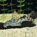 [ тропическая рыба ][ Plecostomus ] большой спот pekorutia(pala)(8-10cm)[ аквариумная рыбка ][ аквариум ] Brazil рейс 