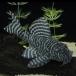 [ тропическая рыба ][ Plecostomus ] King Royal pekorutia(L333)[ аквариумная рыбка ][ аквариум ] Brazil рейс 