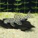 [ тропическая рыба ][ Plecostomus ] белый отделка Plecostomus (sing-)(ML)[ аквариумная рыбка ][ аквариум ] Brazil рейс 