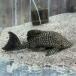 [ тропическая рыба ][ Plecostomus ] сеть Royal Plecostomus ( Colombia )(L)[ аквариумная рыбка ][ аквариум ] Colombia 