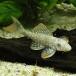 [ тропическая рыба ][ Plecostomus ] Gold край Magnum Plecostomus ( bleed )(M) China рейс сверху море [ пресноводная рыба ][ аквариумная рыбка ] аквариум 