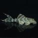 [ тропическая рыба ][ Plecostomus ] лабиринт красный Tiger Plecostomus ( bleed )(3-5cm)[ аквариумная рыбка ][ аквариум ] China рейс 