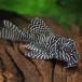 [ тропическая рыба ][ Plecostomus ] Queen ala Beth k Plecostomus (tapajos)(M)(4-5cm)[ аквариумная рыбка ][ аквариум ] Brazil рейс 