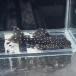 [ тропическая рыба ][ Plecostomus ] King ob Galaxy отделка Plecostomus (pe Roo )pe Roo рейс [ пресноводная рыба ][ аквариумная рыбка ] аквариум 