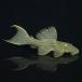 [ тропическая рыба ][ Plecostomus ] алый отделка Plecostomus (to kanchi ns)(M)(8-10cm)[ аквариумная рыбка ][ аквариум ] Brazil рейс 