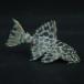 [ тропическая рыба ] orange ласты Leopard отделка Plecostomus L600( bleed )(3-4cm)[ аквариумная рыбка ][ аквариум ]