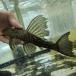 [ тропическая рыба ][ Plecostomus ] золотой Anne jeli rental Plecostomus [ аквариумная рыбка ][ аквариум ] Brazil рейс 
