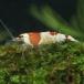 [ шримс ] Red Bee Shrimp [ аквариумная рыбка ][ аквариум ] Taiwan рейс выгодное приобретение 