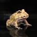  Clan well tsunoga L * normal * Mix color (. body )CNM02 amphibia tsunoga L land . frog 