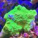 SPS коралл sen Bay коралл meta зеленый [ тропическая рыба ][ аквариумная рыбка ][ морская рыба ] [ коралл ] аквариум 