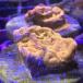 [ коралл ] frag коралл sen Bay коралл meta orange Frag[ тропическая рыба ][ аквариумная рыбка ] аквариум 