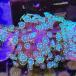 [ коралл ]frag коралл edaawa коралл зеленый Frag[ тропическая рыба ][ аквариумная рыбка ][ морская рыба ] аквариум 