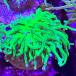 [ коралл ]frag коралл зеленый фонарь коралл neon зеленый Frag[ тропическая рыба ][ аквариумная рыбка ][ морская рыба ] аквариум 